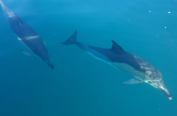 Marine Surveys Wicklow Boat Charters